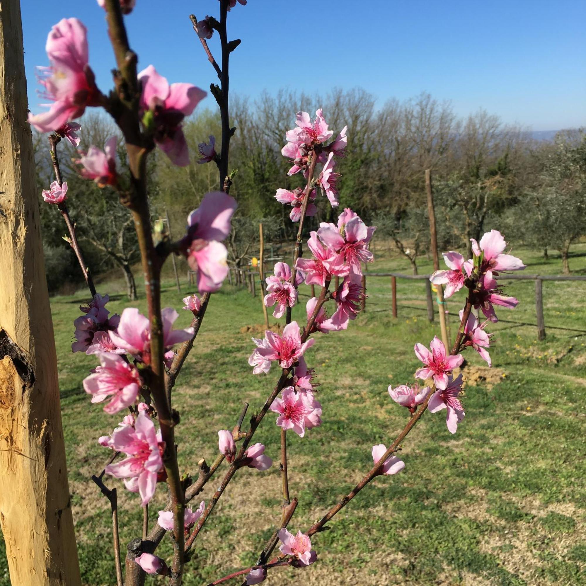 Agriturismo Podere Dell' Olmo Amelia Eksteriør bilde
