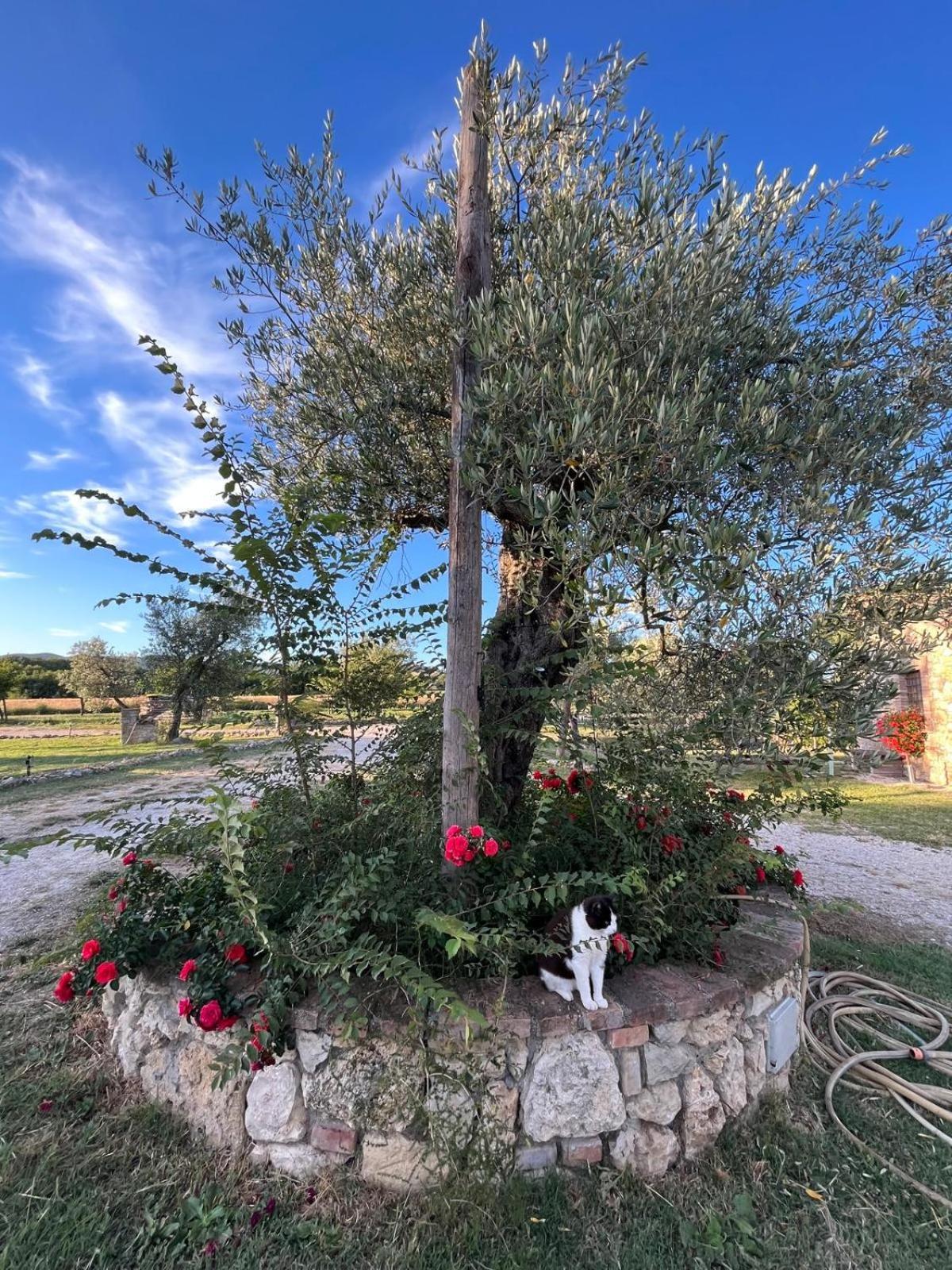 Agriturismo Podere Dell' Olmo Amelia Eksteriør bilde
