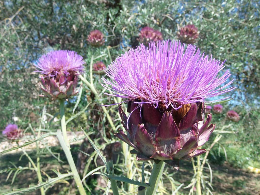 Agriturismo Podere Dell' Olmo Amelia Eksteriør bilde